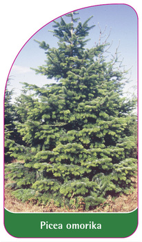 Picea omorika