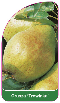 Grusza 'Trewinka'