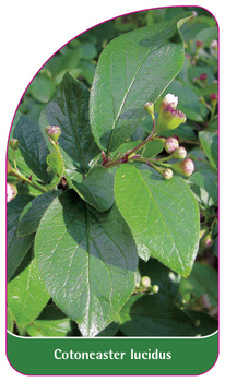 Cotoneaster lucidus