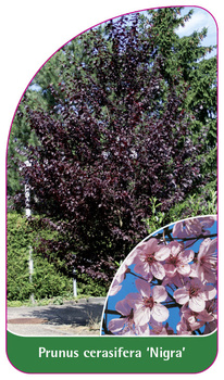 Prunus cerasifera 'Nigra'