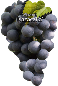 Winorośl Kazaczka
