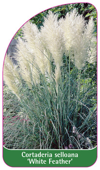 Cortaderia selloana 'White Feahter'
