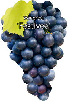 Winorośl Festivee