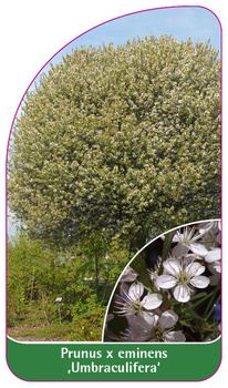 Prunus x eminens 'Umbraculifera'