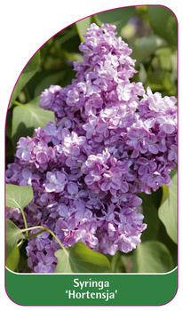 Syringa 'Hortensja'