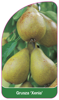 Grusza 'Xenia'