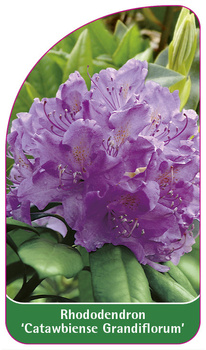 Rhododendron 'Catawbiense Grandiflorum'