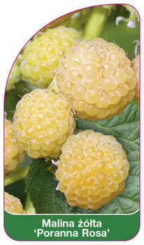 Malina zolta 'Poranna Rosa'
