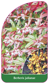 Berberis julianae