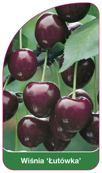 Wiśnia 'Lutówka'