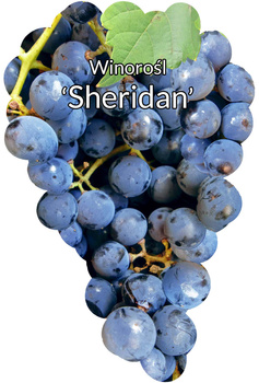Winorośl Sheridan