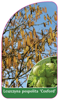 Leszczyna pospolita 'Cosford', PL