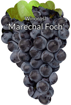 Winorośl Marechal Foch