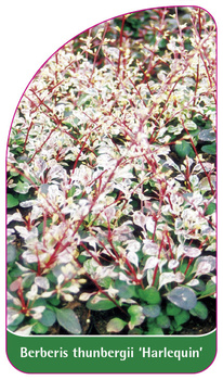 Berberis thunbergii 'Harlequin'