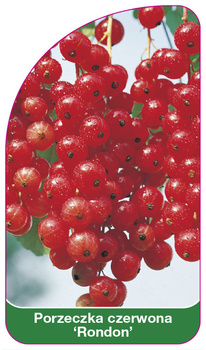 Porzeczka czerwona 'Rondon'