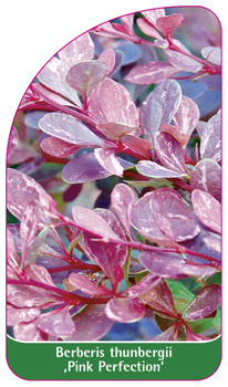 Berberis thunbergii ,Pink Perfection'
