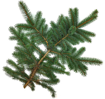 Gałązka świerka srebrna żywa do 40cm