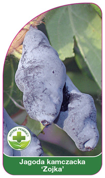 Jagoda kamczacka 'Zojka'
