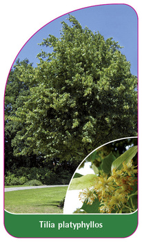 Tilia platyphyllos