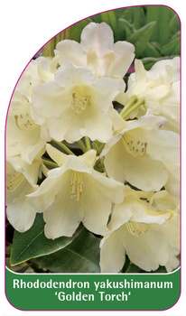 Rhododendron yakushimanum 'Golden Torch'