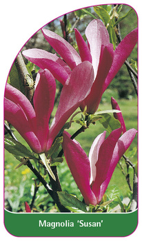 Magnolia 'Susan'