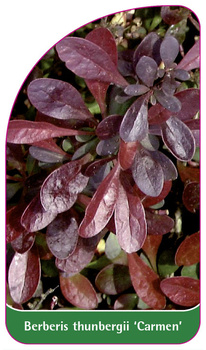 Berberis thunbergii 'Carmen'