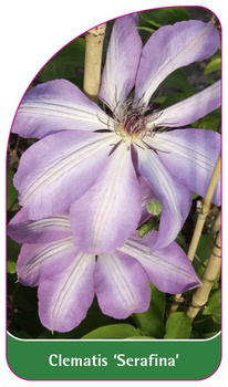 Clematis 'Serafina'