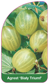 Agrest 'Biały Triumf'