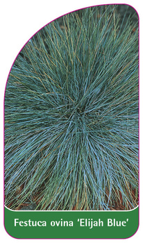 Festuca ovina 'Elijah Blue'
