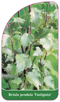 Betula pendula 'Fastigiata'
