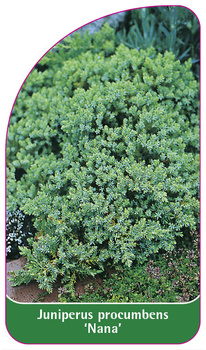 Juniperus procumbens 'Nana'