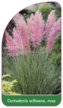 Cortaderia selloana, rosa