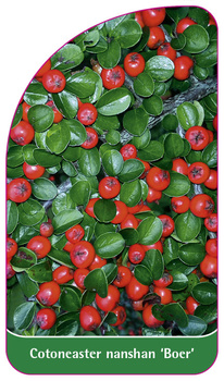 Cotoneaster nanshan 'Boer'