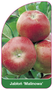 Jabłoń 'Malinowa'