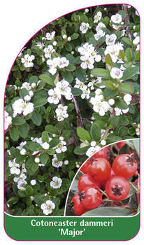 Cotoneaster dammeri 'Major'