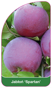 Jabłoń 'Spartan'