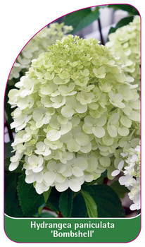Hydrangea paniculata 'Bombshell'
