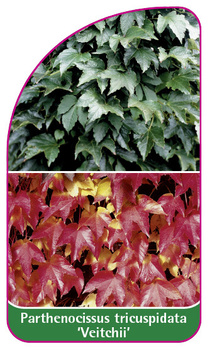 Parthenocissus tricuspidata 'Veitchii'
