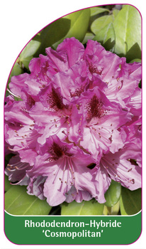Rhododendron-Hybride 'Cosmopolitan'