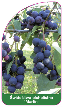 Swidosliwa olcholistna 'Martin'