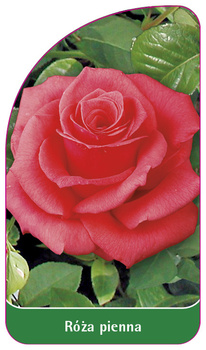 Roza pienna Nr. 3
