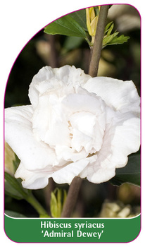 Hibiscus syriacus 'Admiral Dewey'