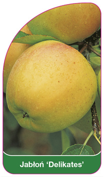 Jabłoń 'Delikates'