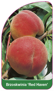Brzoskwinia 'Red Haven'