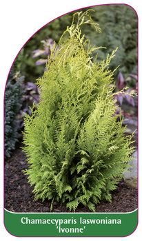 Chamaecyparis laswoniana 'Ivonne'