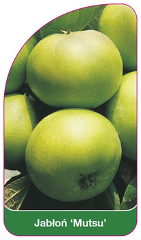 Jabłoń 'Mutsu'
