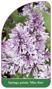 Syringa patula 'Miss Kim'
