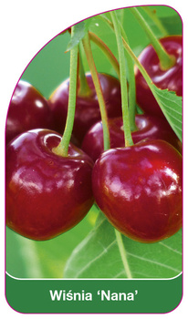 Wisnia 'Nana'