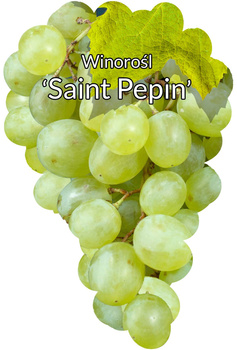 Winorośl St Peppin