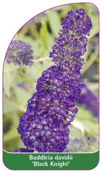 Buddleia davidii 'Black Knight'